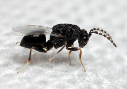 Eurytoma sp.